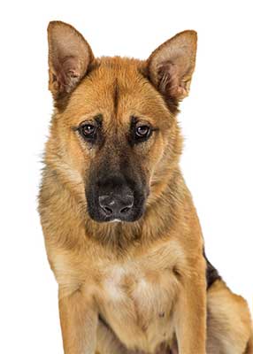 german shepherd