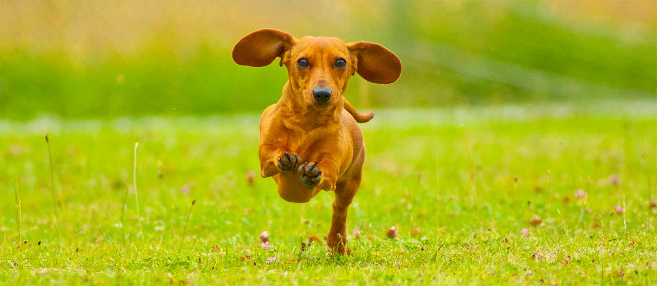 dachshund running on grass