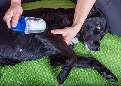 dog with sore muscles