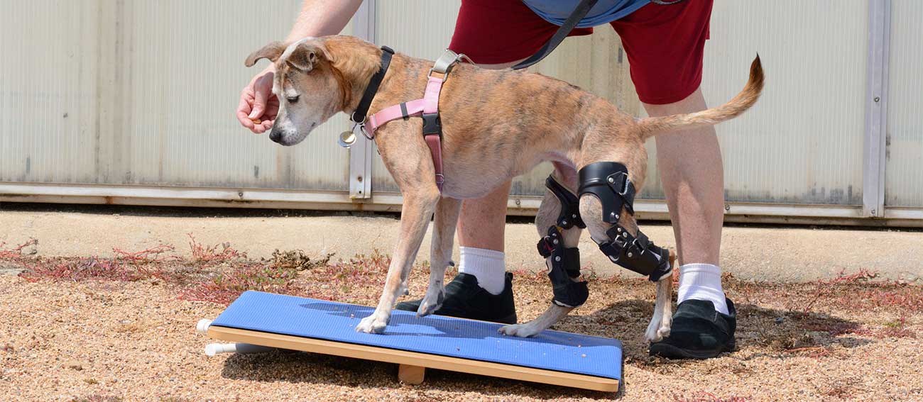 Dog rehabilitation devices