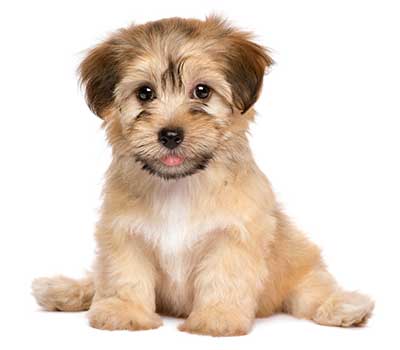 cute puppy