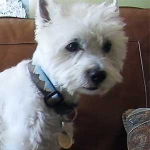 Polar Bear - Test Dog 5